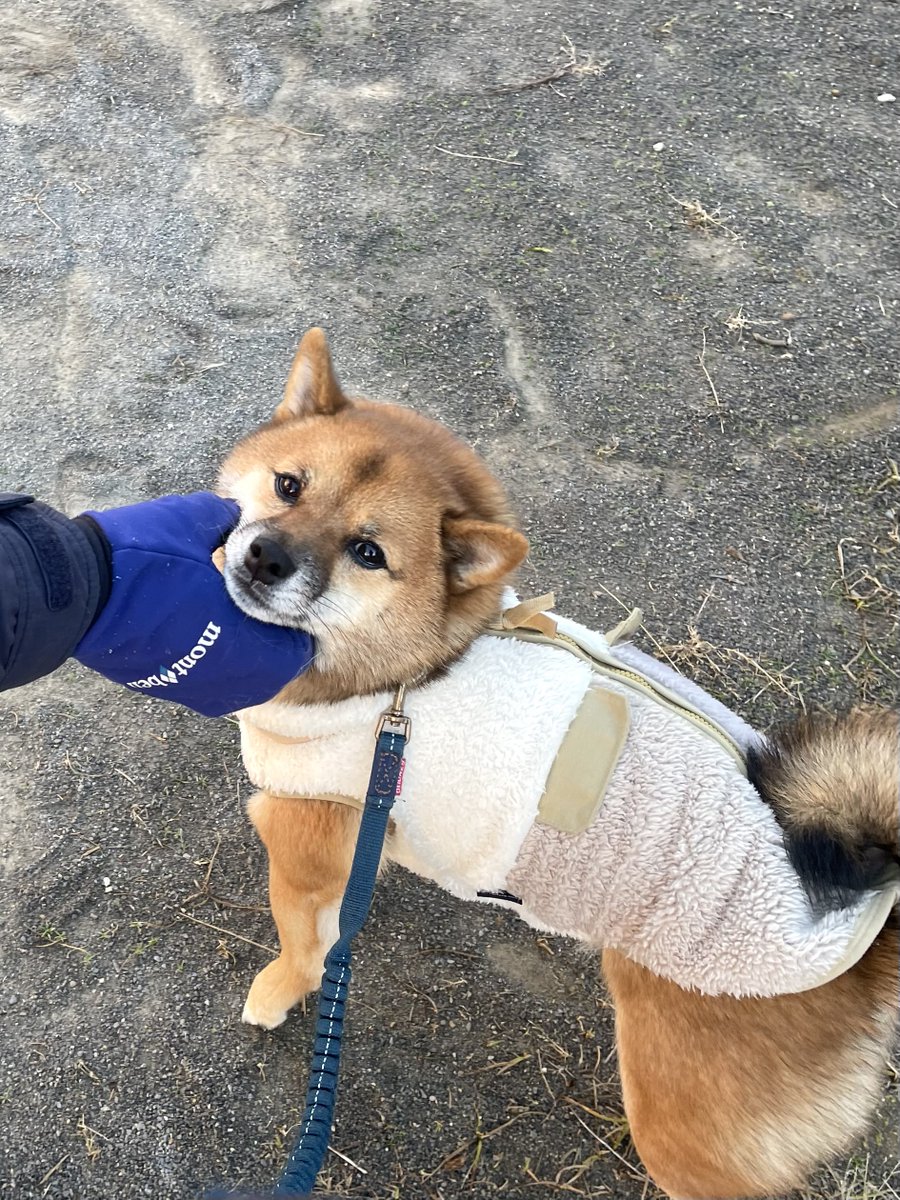 豆柴🎾九十 (@rojiko7) / Posts / X