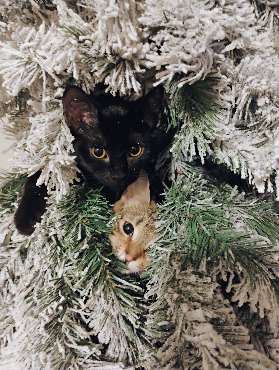 Omega526's tweet image. Salem and Sassy helping decorate! #SuperCatSaturday #abcnews