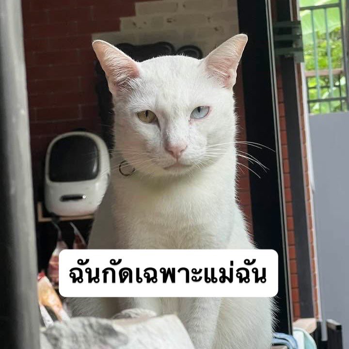 egg_family4's tweet photo. หมาตัวสุดท้ายแปลกๆ https://t.co/Bh68CP5pXh
