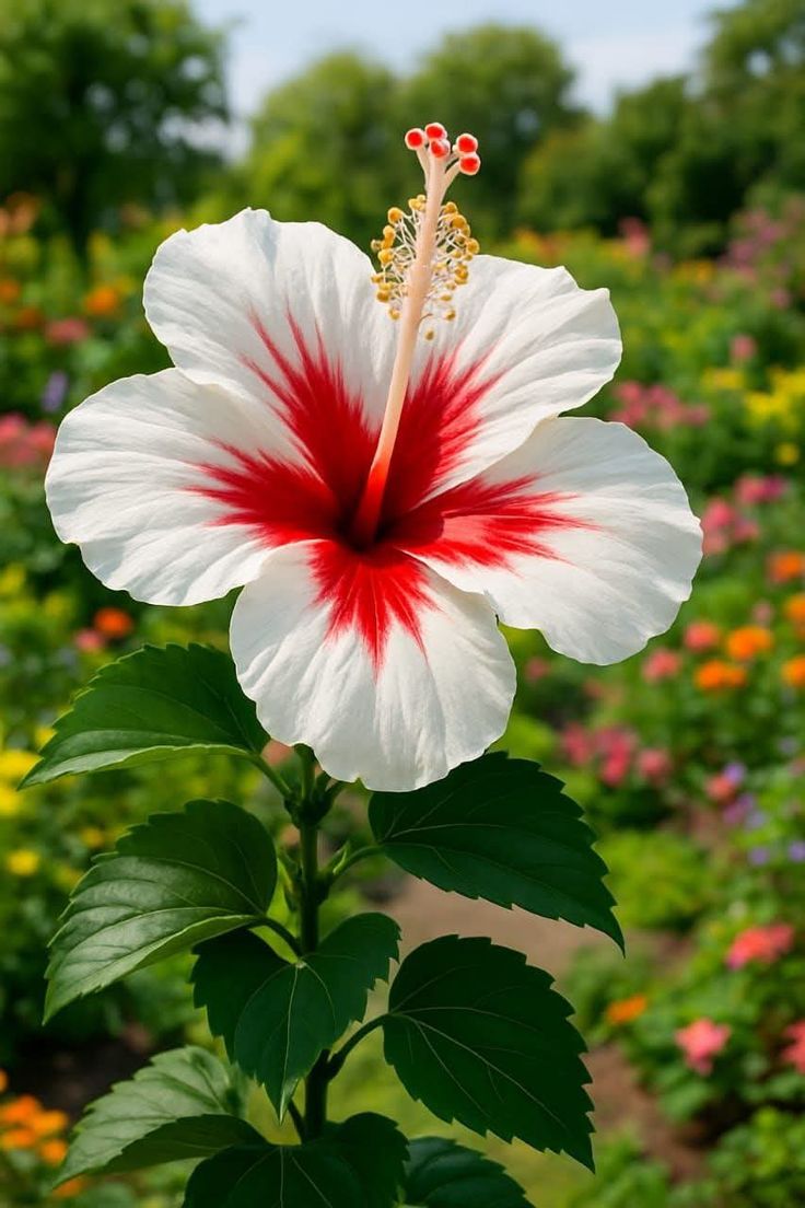 Dr.Sumita tweet media