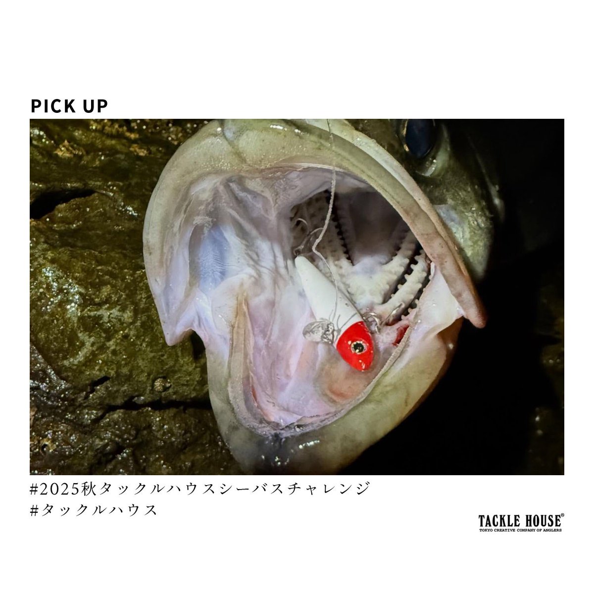 タックルハウス (@tacklehouse) / Posts / X