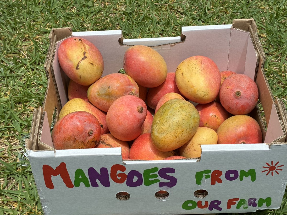 hp88's tweet photo. Mango chutney production delayed!  Mangoes are not ripe enough. Colour doesn’t mean ripe, with these, so I’ve put them in the sun for a day. #TomorrowIsAnotherDay https://t.co/2OLDhmA0IV