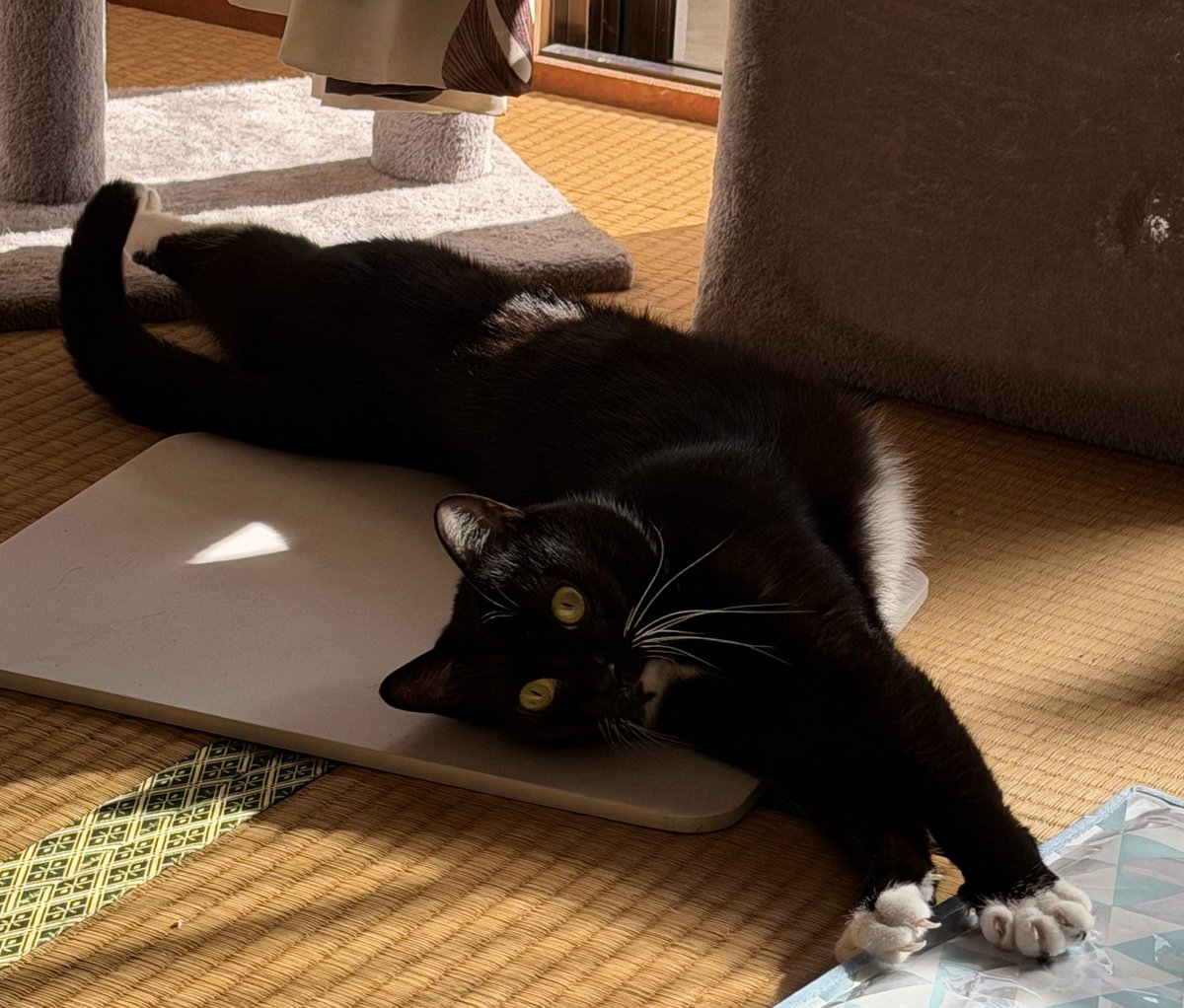 めぐみページ KADOKAWA PLASTIC MODEL SERIES 「この素晴らしい世界に祝福を！3