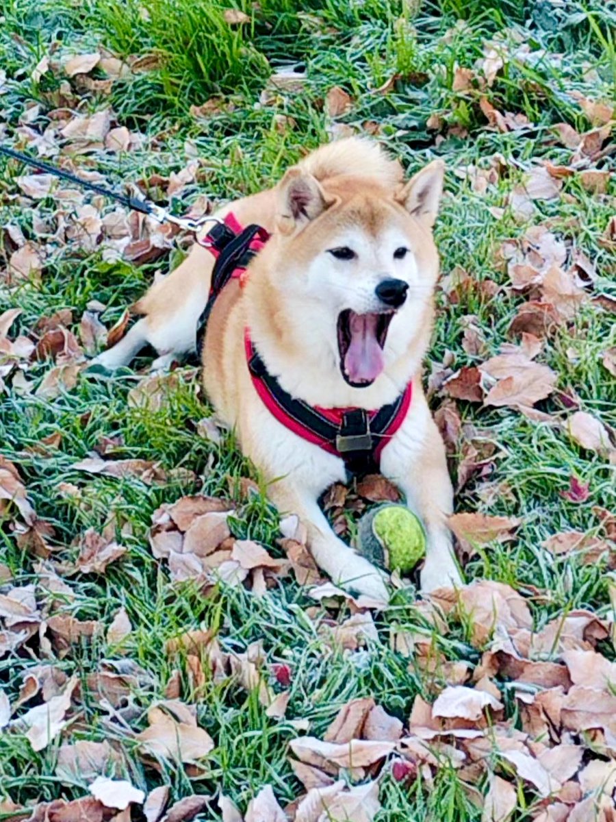 柴犬ムギのおかあしゃん日記 (@E1C2G07OHz39365) / Posts and Replies / X