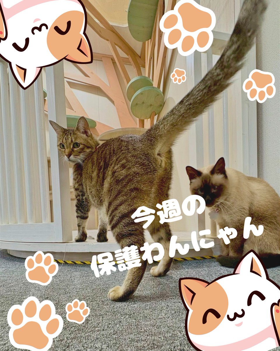 Kigitora（きじとら） (@kigitora_49) / Posts / X