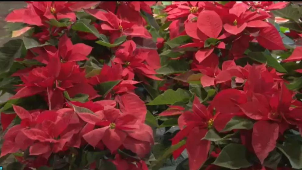 AztecaNoticias's tweet image. Descubre los #cuidados clave que tus #nochebuenas duren más tiempo, con buen color y en perfecto estado durante toda la temporada decembrina.

bit.ly/4oL0okl