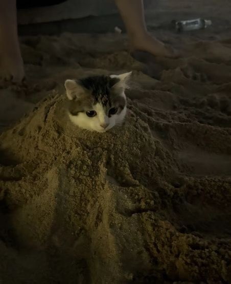 NoCatsNoLife_m's tweet image. 