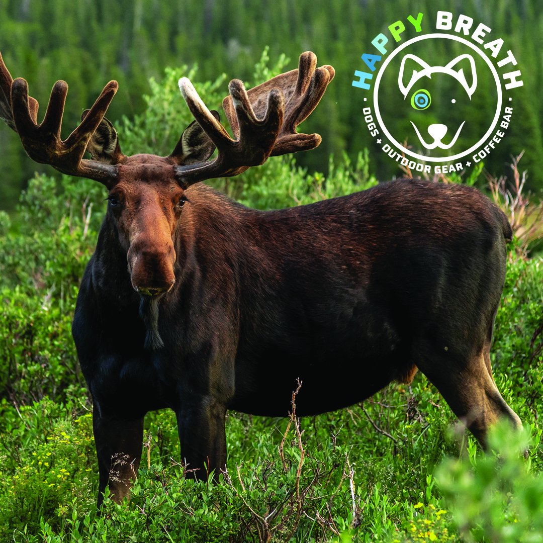 🐾 5 Wild Animals You May Encounter While Hiking! 🌲

Explore nature and keep an eye out for:

Cougars 🐆
Bears 🐻
Snakes 🐍
Moose 🦌
Deer 🦌

Want to know more? Visit Dog Junkie on Happy Breath: Learn More  at happybreath.com/5-wild-animals… 🥾✨ 

#hiking #wildanimals #beauty
