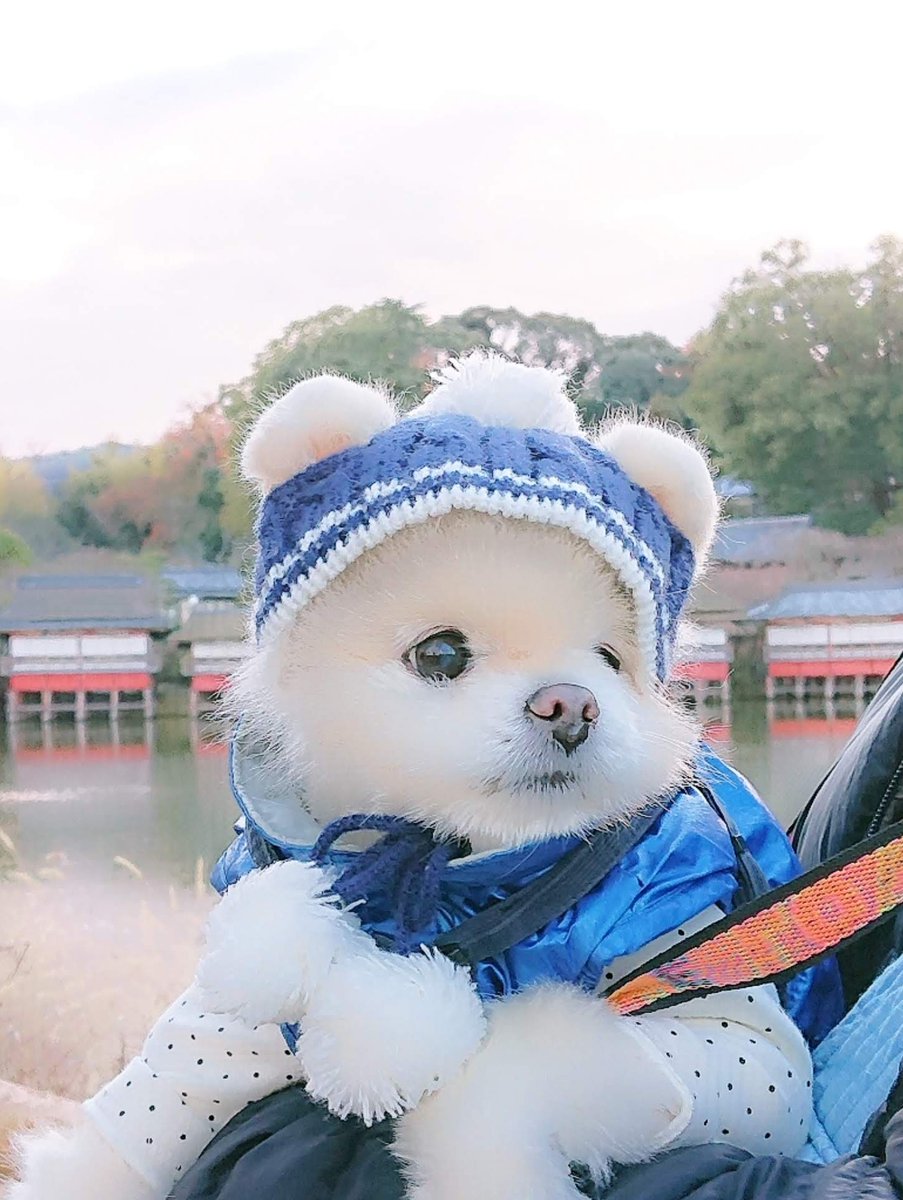 松本チャッピー tweet media