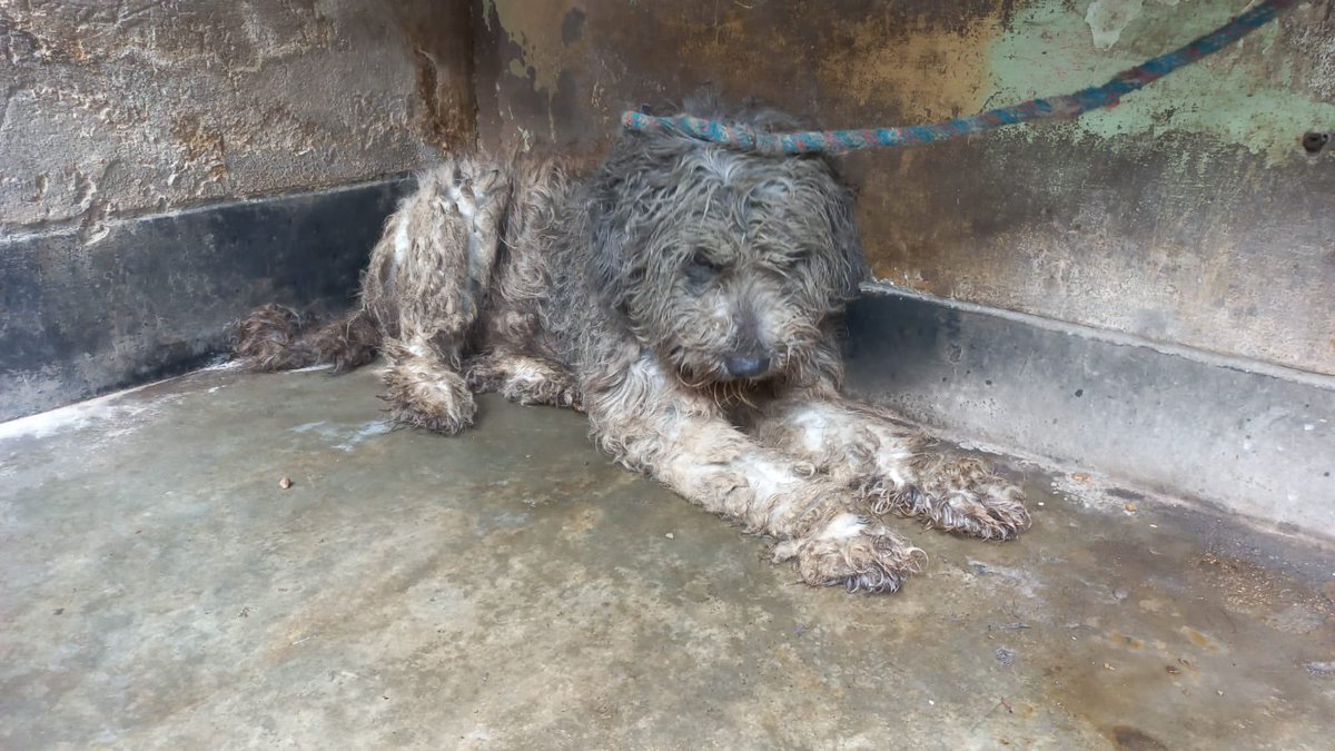 CASO DE ABUSO!
Su dueño falleció y la familia desde entonces lo tiene amarrado, le pegan y está muy descuidado. Está en los huesos y lo único que refleja sus ojos es mucha tristeza. Apenas lo alimentan. Necesitamos rescatarlo porque esa no es vida para ningún animal😭 MÁXIMA DF!