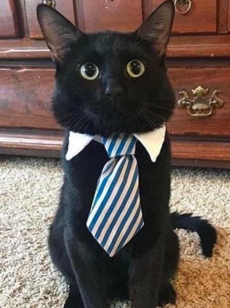 iqwezyy's tweet photo. Late Happy birthday to our one sweet business cat whom we can always count on 🖤 @Hmee29 https://t.co/eum0hbXBzL
