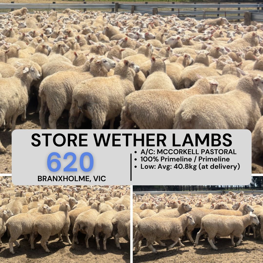 Rounding off 2025 with some cracking store lambs up tomorrow on <a href="/AuctionsPlus/">AuctionsPlus</a> 

Included are a neat line from long term client in Tassie. Genuine mixed sex lambs are a great way to buy ewes.