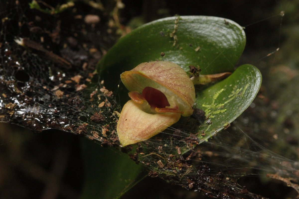 sometimesimdan's tweet photo. Pleurothallis palliota #orchids #pleurothallis https://t.co/dvLVfMq3dl