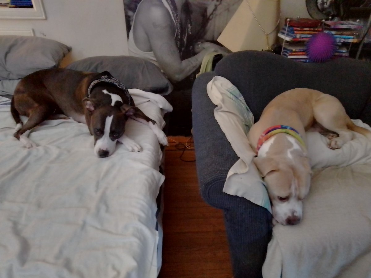 LebrockTony's tweet photo. ππ
πΆπΎππ₯°π€πΎRainyday
#staffiesunday #rainyday #pittielife #dogsworld #petx #petsday #staffys #dogsofX #MorningVibe #dogx #dogday
#MadamRiley #joey #dogvibe https://t.co/EA3NzamO3x