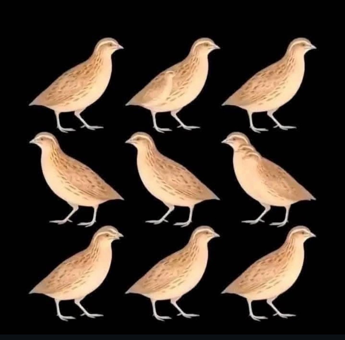 🇰🇼 Yahya tweet media