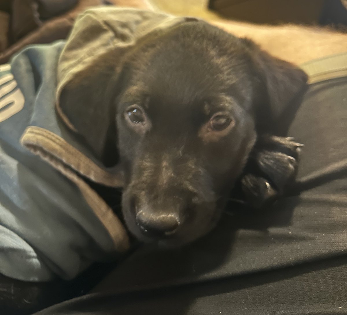 mooseman2391's tweet photo. Ladies and gentlemen allow me to introduce Bugsy. https://t.co/ftvwRolRTT