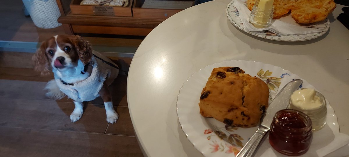 How's your weekend been Pals? #CavPack I've been to #York today. Had a great time, exhausted now 😴