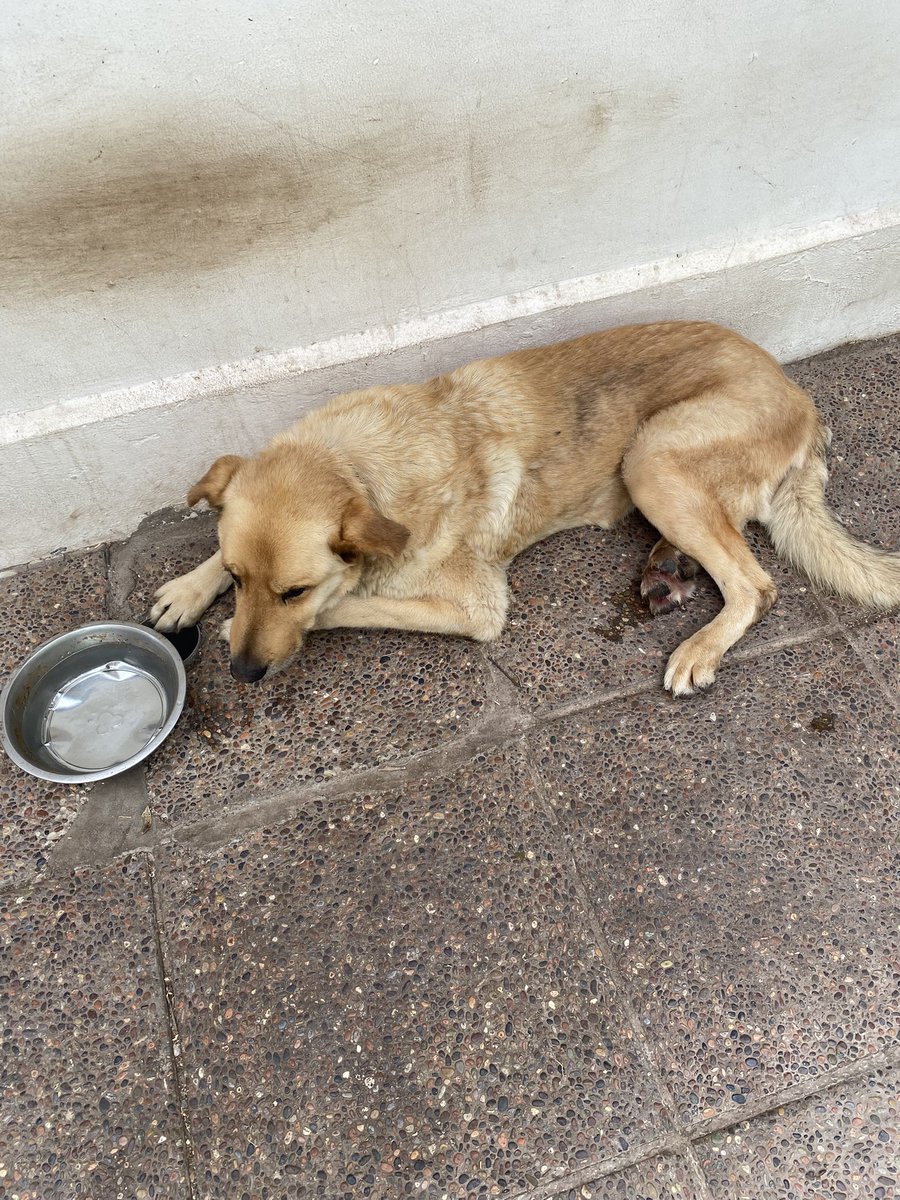 Inty_VT's tweet image. RIFA ESTELAR POR HULK !!
Estaré sorteando en vivo este 10 de enero dos ETB de pokemon !!
Todo por ayudar a mi perrito, la transacción será por kofi y hay 200 número para participar !!

#pokemon #rifa #chile #sorteo #concurso #rifaestelar #pokemonchile