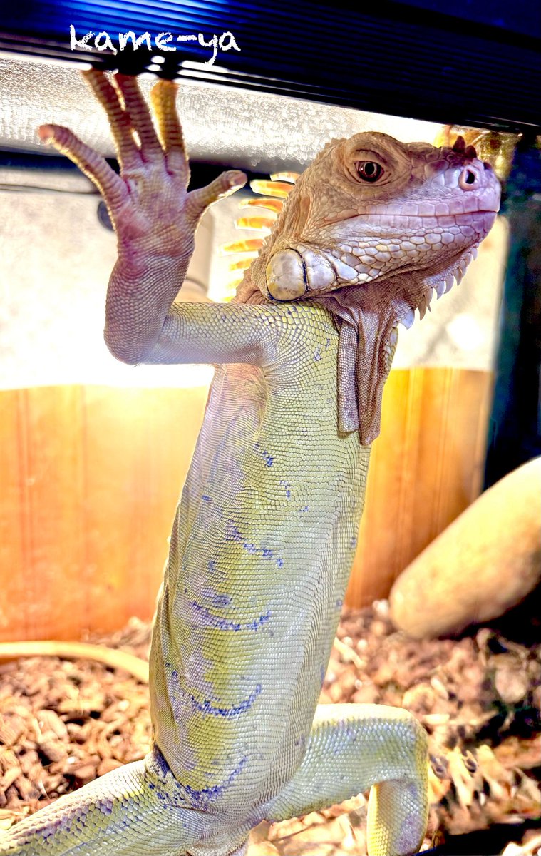 kame-yaナオ (@fenwick555) / Highlights / X