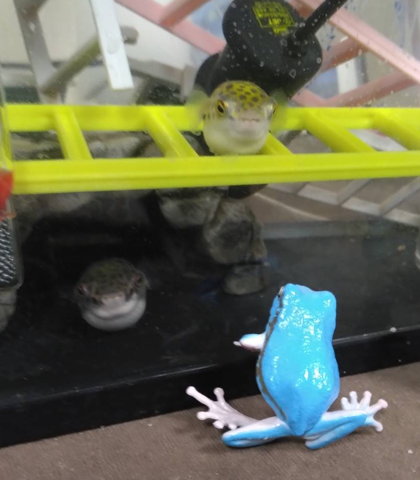 なんでハシゴがみんな薙ぎ倒されてるの？

🐡あ、飼い主だ。
🐡ハシゴ組み直して〜。
#ミドリフグ