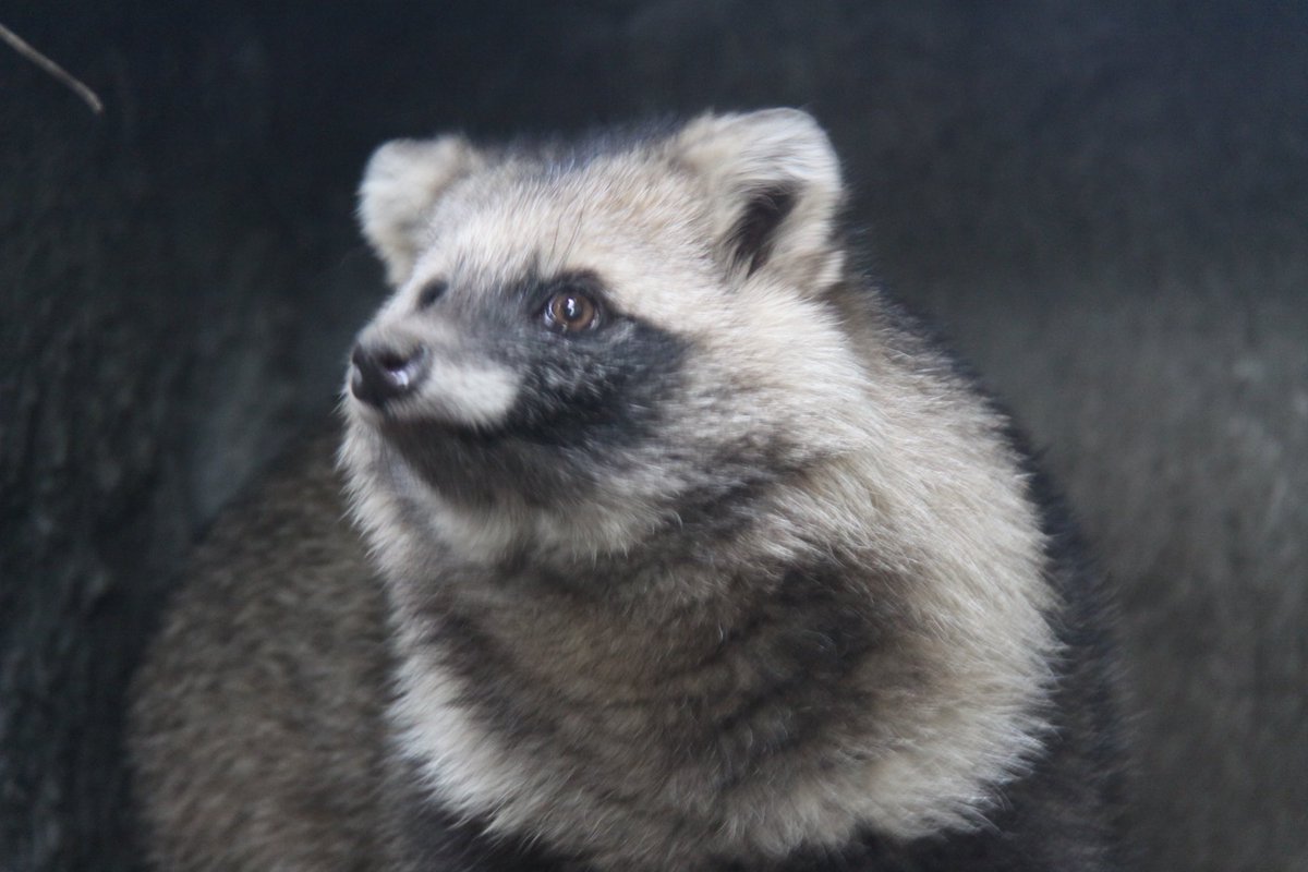 ななめ顔たぬ。
2025.11.26
#ホンドタヌキ
#天王寺動物園