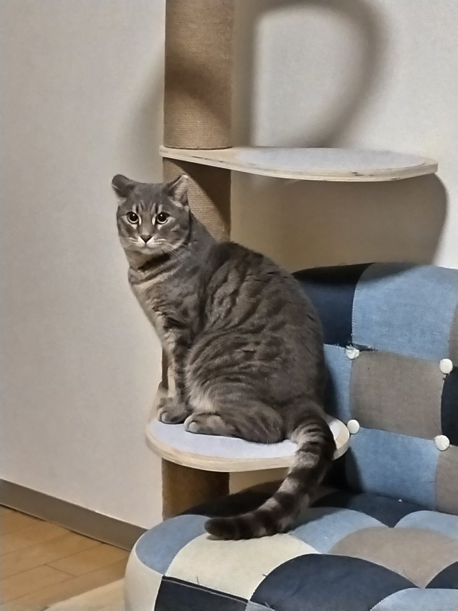 虎太郎様、留守番お願いします🙇‍♀ 任せとけ😸