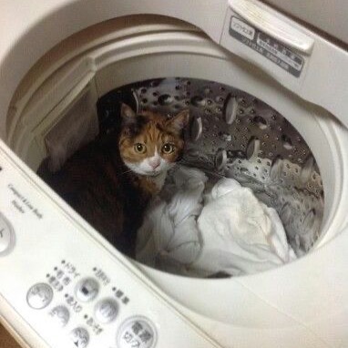 PunchingCat's tweet photo. https://t.co/lsOS5uBQO6