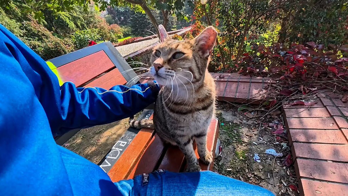 癒やし】「隣、いいですか？」公園で出会った猫ちゃん、ベンチまでつい
