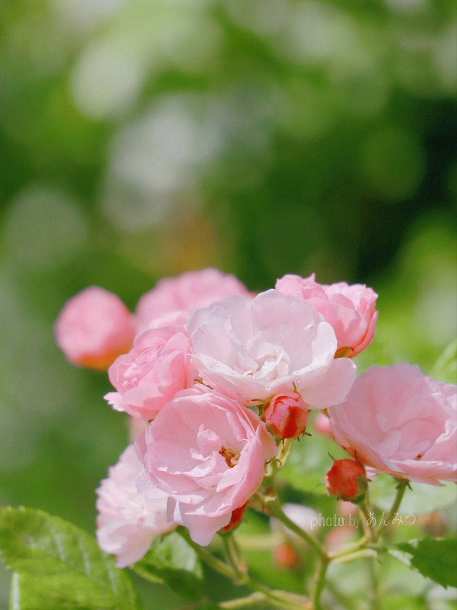 ☆あんみつ☆ (@BiDwVv7B2Uh5VYR) / Posts / X