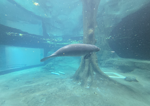 When manatees are born, they are gray-black in color, and within a month, they change to gray. Manatee adults range in color from gray to brownish-gray, and sometimes even appear green due to algae growing on their backs

#ManateeMonday #ManateeFunFacts