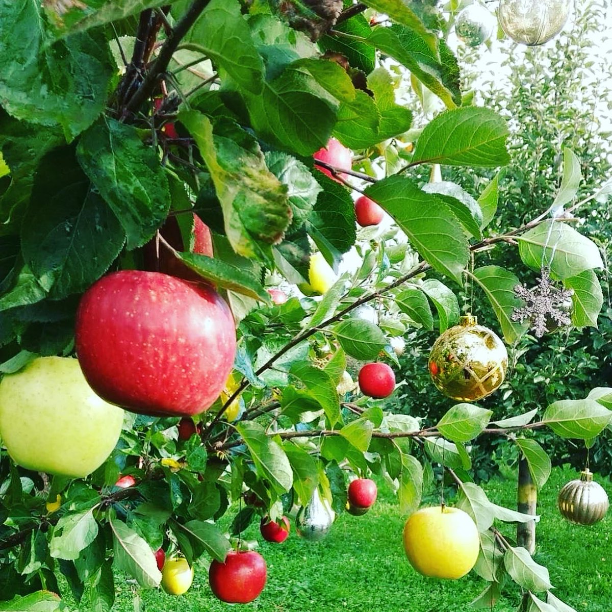 健康果実 青森りんご (@aomoriapple) / Highlights / X