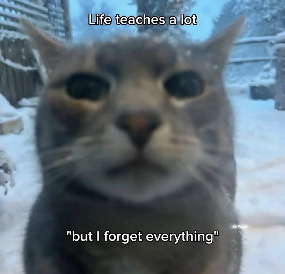 literallymecats's tweet image. 