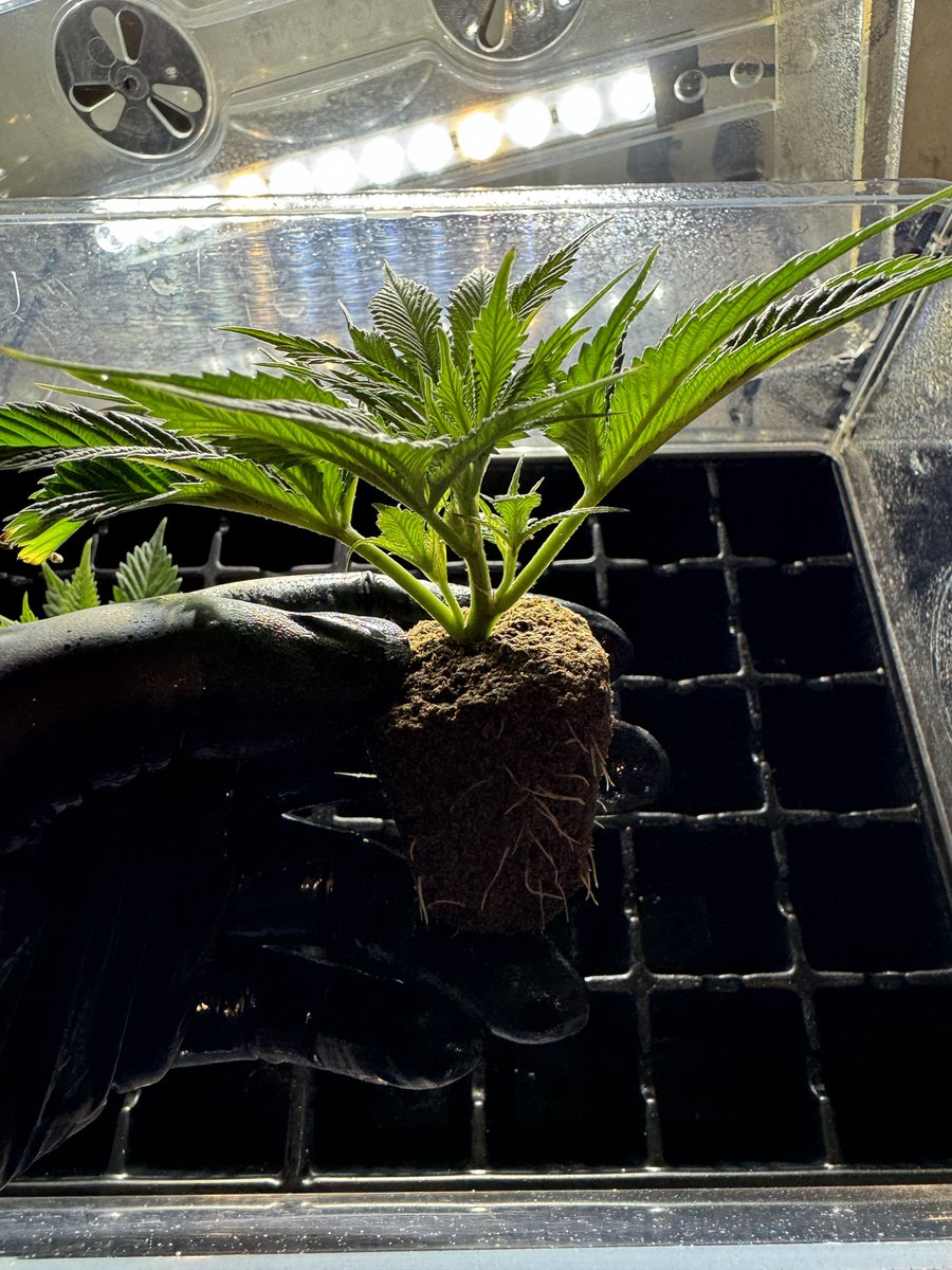 2/2 cuttings of the Chemdog ‘91 x Chemdog #4 by <a href="/humboldt_csi/">CSI:Humboldt</a> rooted in the <a href="/AcInfinityInc/">AC INFINITY</a> propagation dome. I use that dome for all of my cloning and seedlings, the heated mat underneath the dome is clutch this time of year 💚