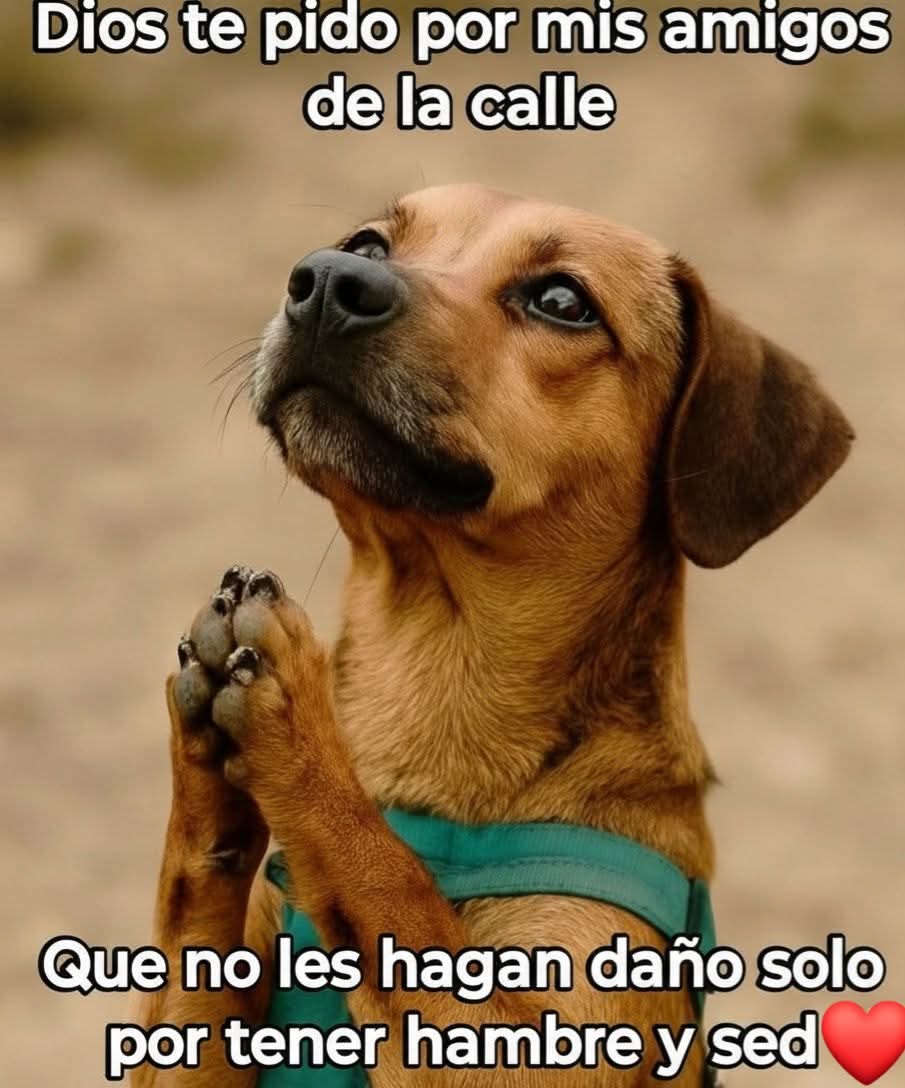 Amén 🙏🐶🐾🐱✨🕊️💞❤️