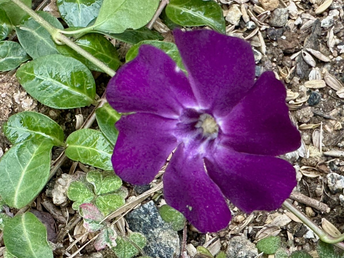 Cloudsailor / 星羅の一日一花 (@sjyszm) / Posts / X