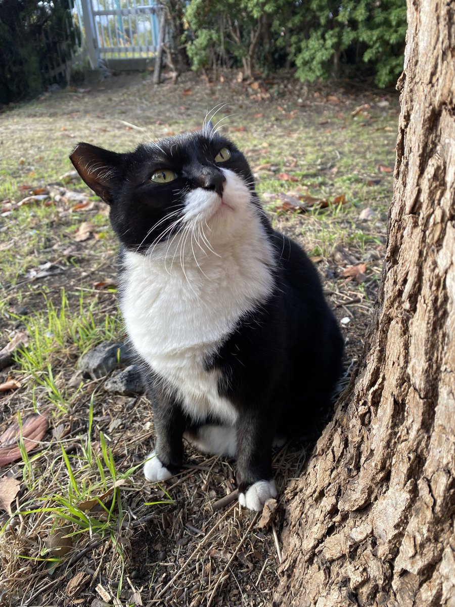 にゃん太郎 (@nyannyan__taro) / Posts / X