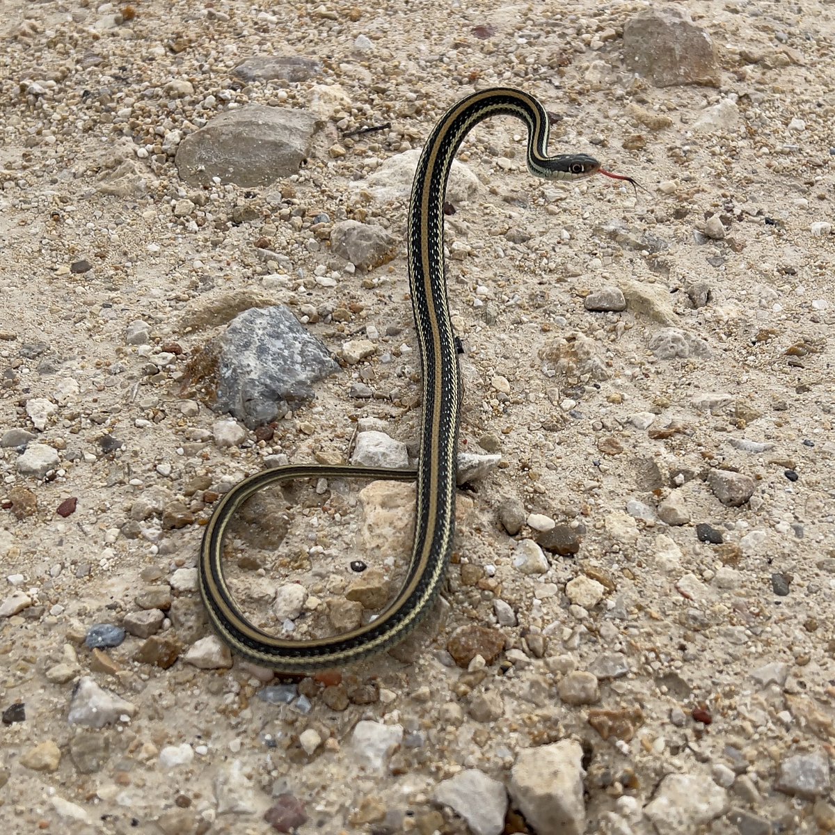 Rafi3AK's tweet image. On second thought, I think CRT is just a very special case of (a variation of) the 3 × 3 lemma?! I’ll try drawing the diagram when I’m back home.