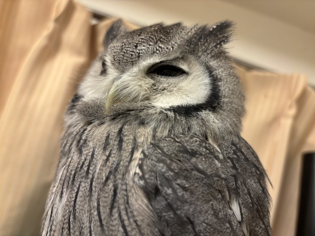 こねぎともえぎ (@konegi_owl) / Posts / X