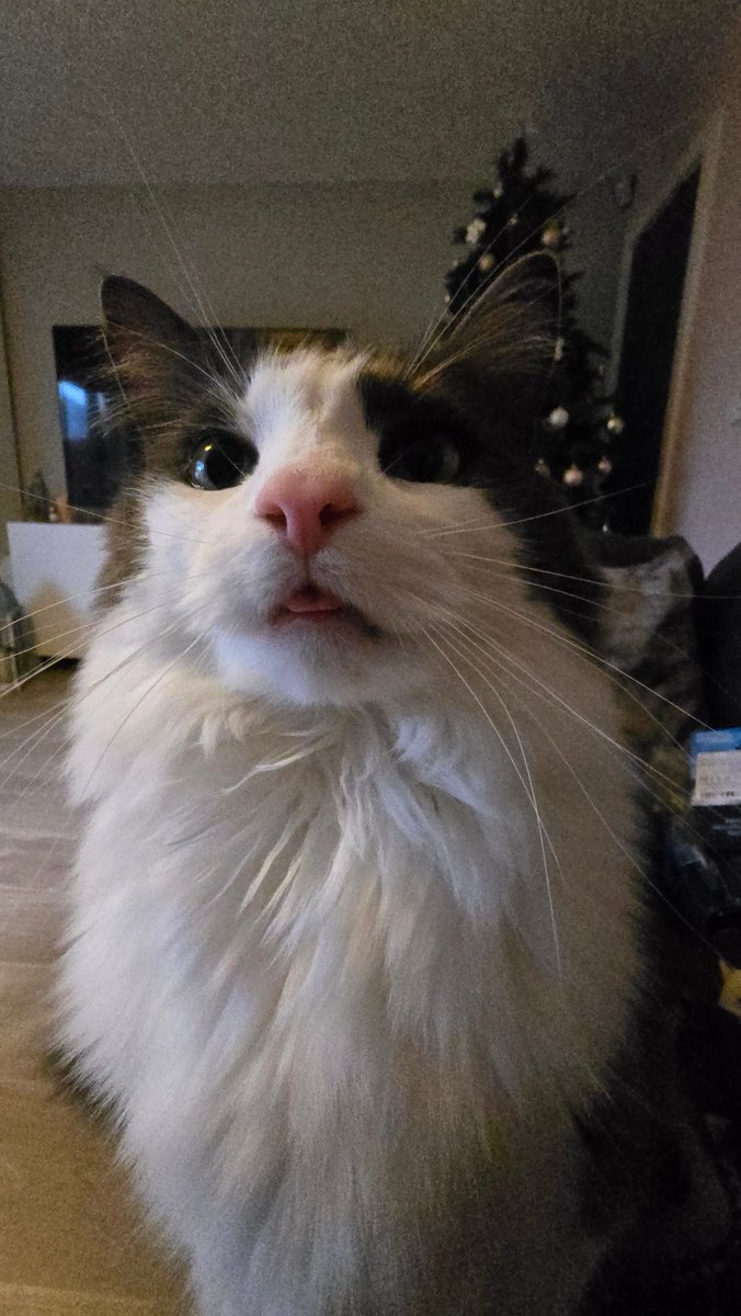 mein kleiner raga muffin
#dudw