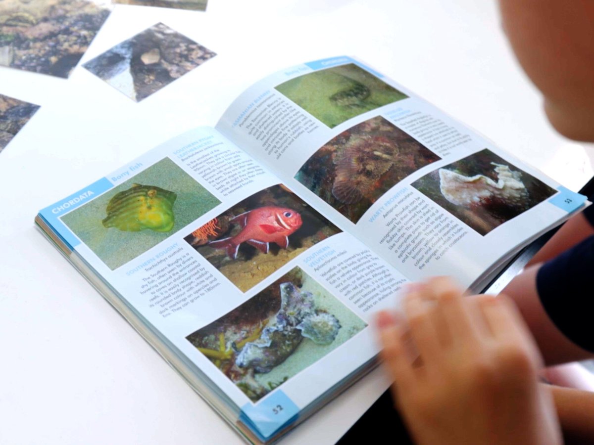 Great Southern Reef Foundation tweet media