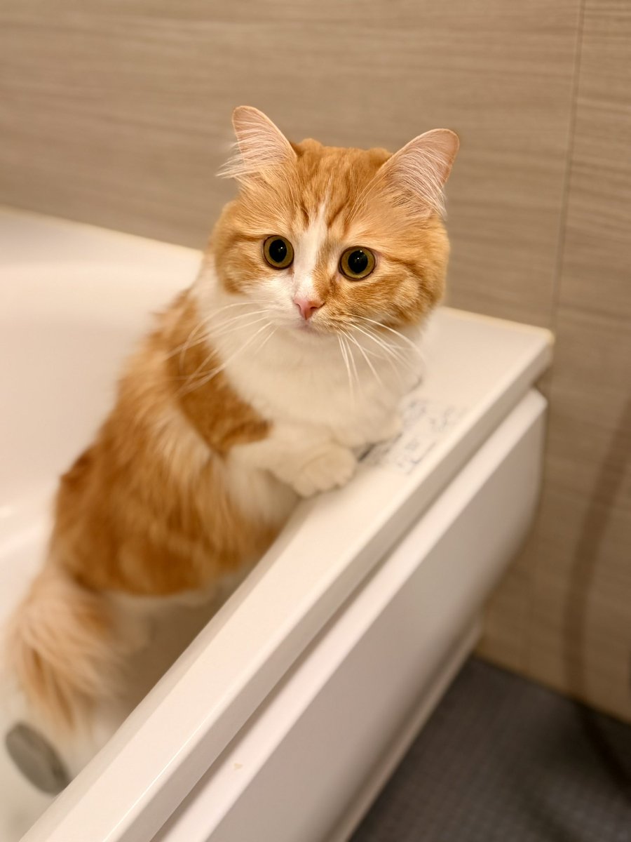 すー (@su23698) / Posts / X