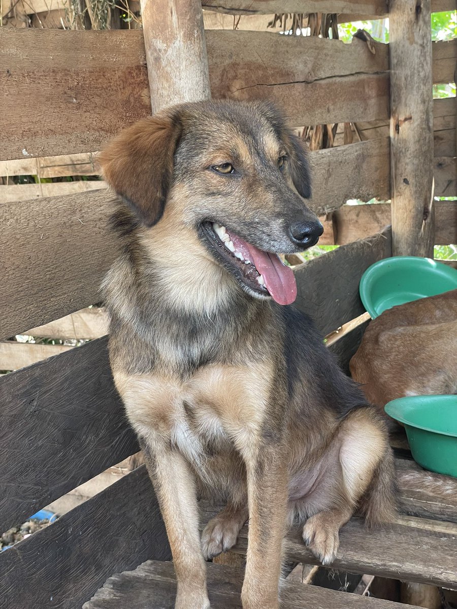 safehavenstrays's tweet photo. Would you scroll past?

Press all 4 buttons to help afford a daily meal and our ongoing rescue efforts🙏🏼❤️ https://t.co/i9BGFjBAJ0