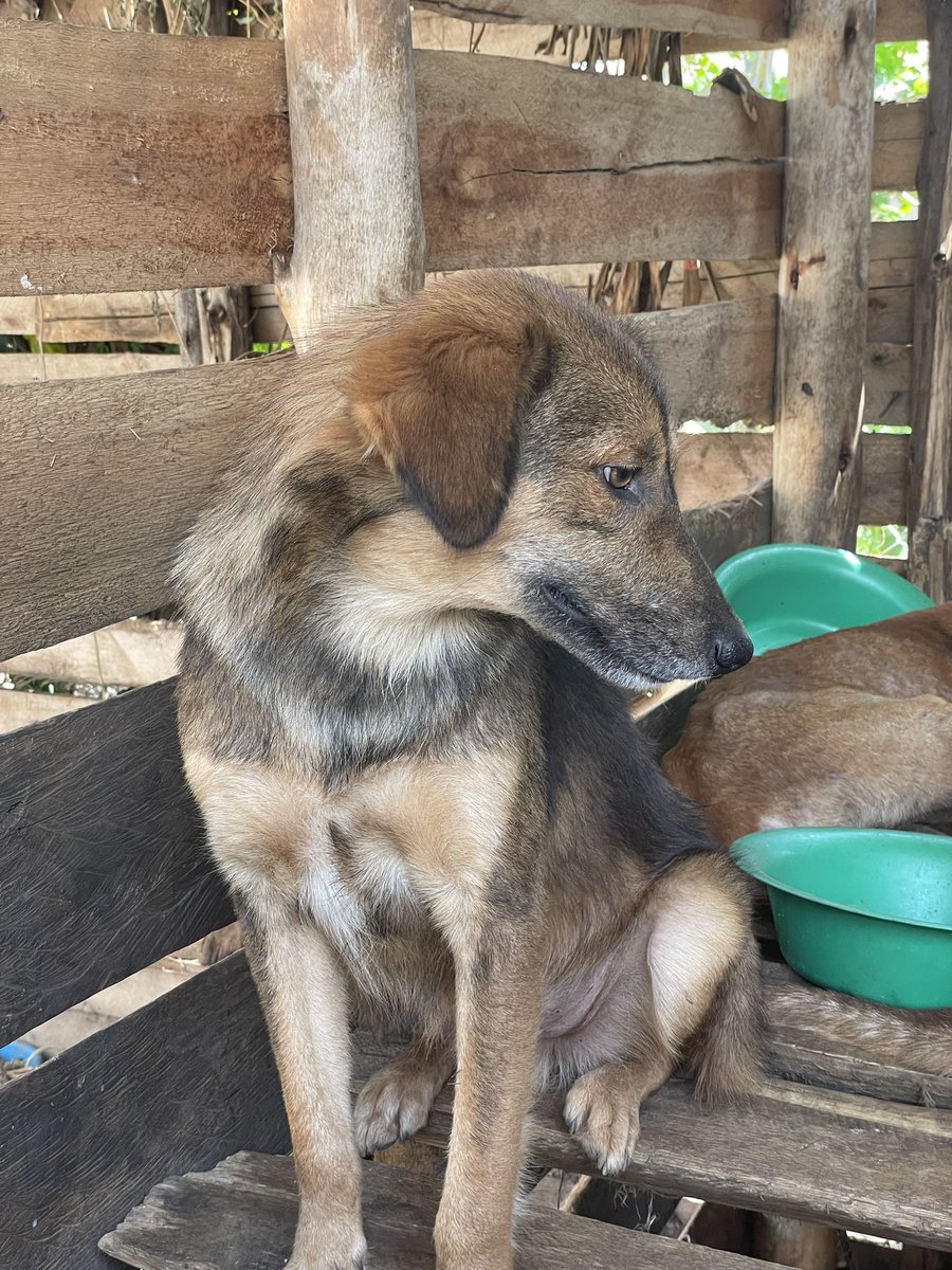 safehavenstrays's tweet photo. Would you scroll past?

Press all 4 buttons to help afford a daily meal and our ongoing rescue efforts🙏🏼❤️ https://t.co/i9BGFjBAJ0