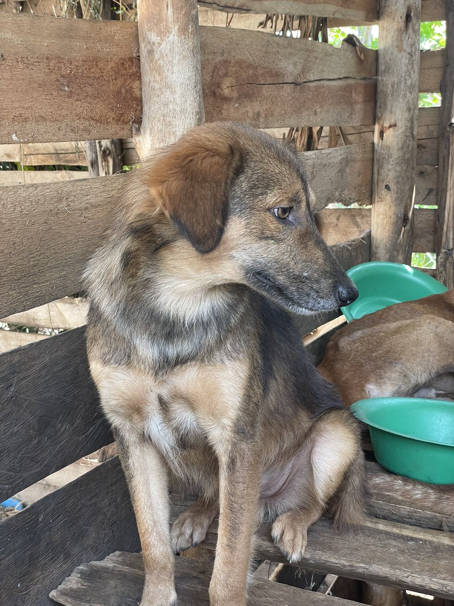 safehavenstrays's tweet photo. Would you scroll past?

Press all 4 buttons to help afford a daily meal and our ongoing rescue efforts🙏🏼❤️ https://t.co/i9BGFjBAJ0