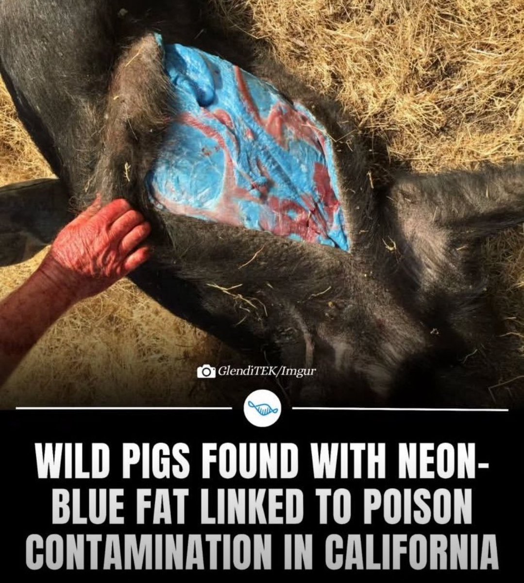 Wildlife officials in California have recently documented wild pigs with neon-blue colored fat and tissue. Laboratory testing confirmed that the blue discoloration is caused by exposure to diphacinone, an anticoagulant rodenticide commonly used in agricultural areas. The bait