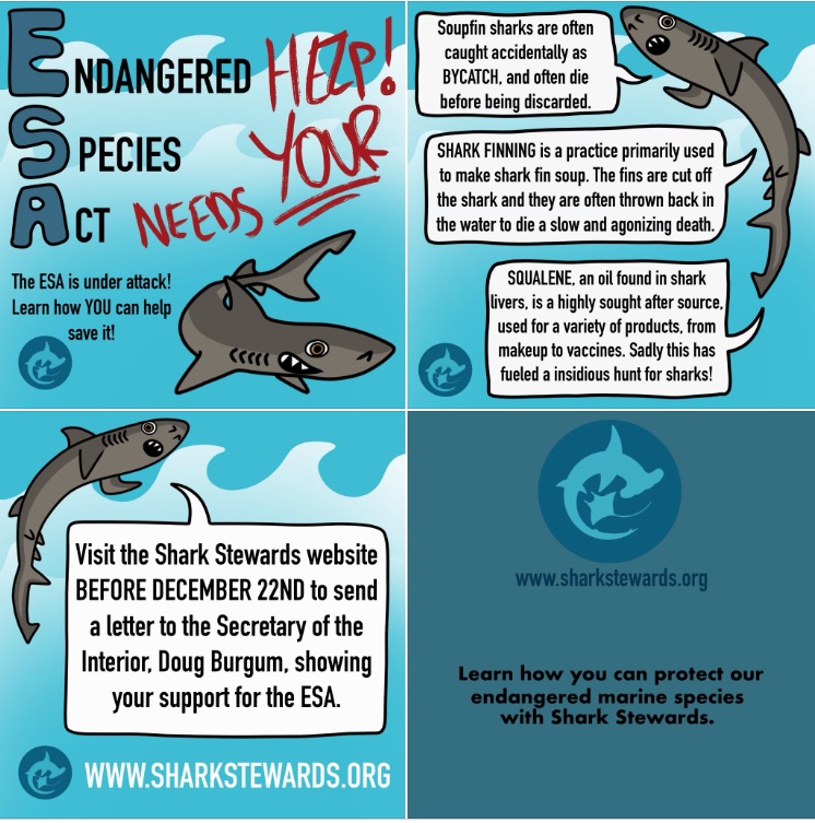 David McGuire, SHARKSTEWARDS tweet media