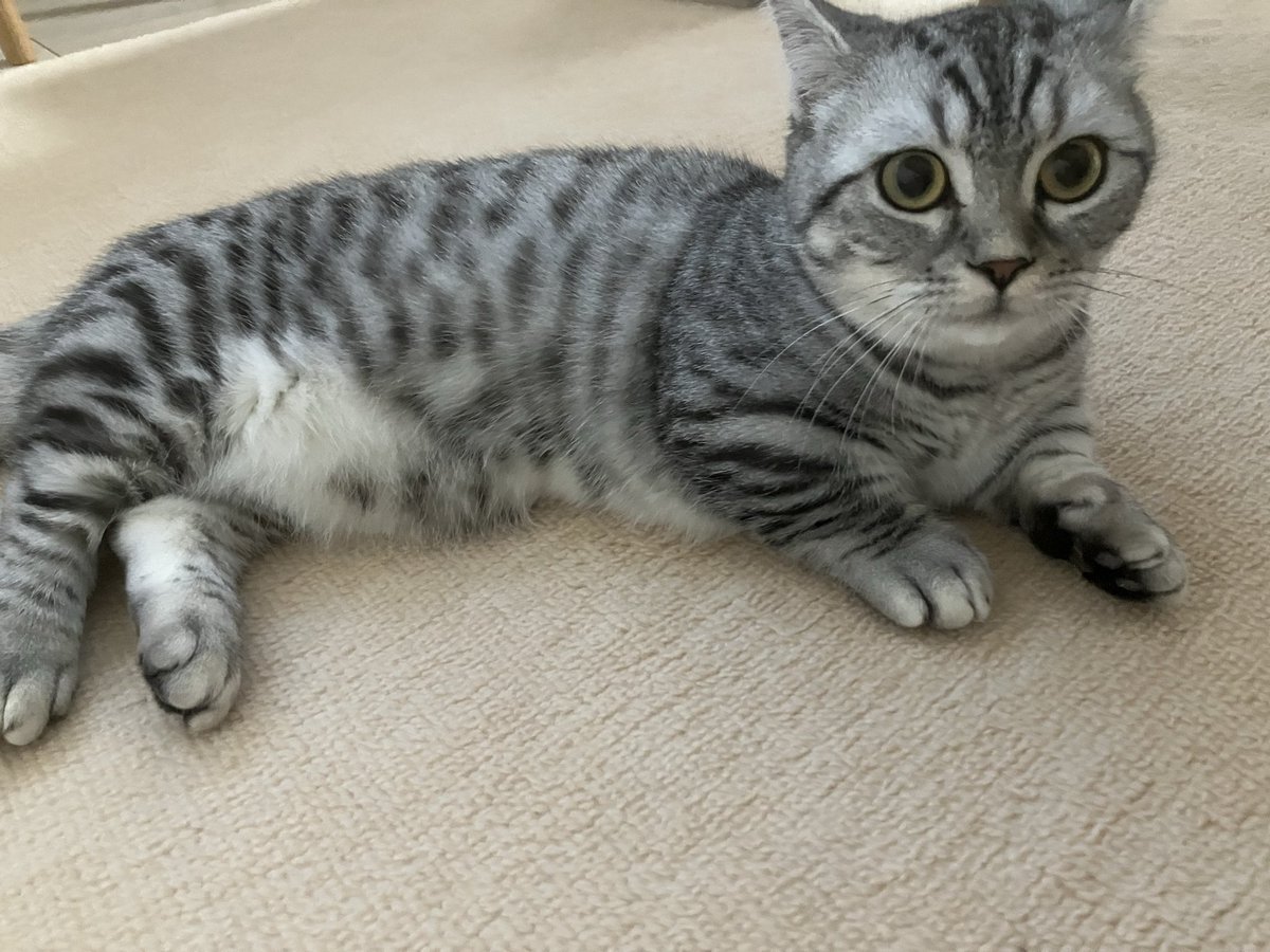 MarutoMoru102's tweet photo. おはよー😺
#猫のいる生活 https://t.co/7UyhKorkR7