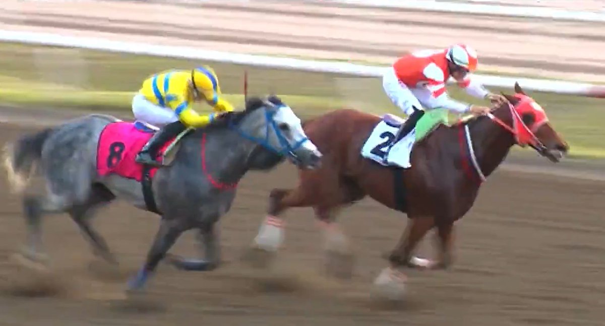 Spectacular Winner (de Panamá)🐎 gana en gran forma la Copa Confraternidad del Caribe (Machos). 

#ESDeportes