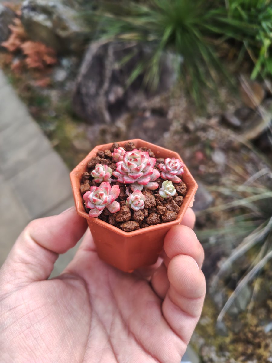 オマメプランツ (@omame_plants) / Posts / X