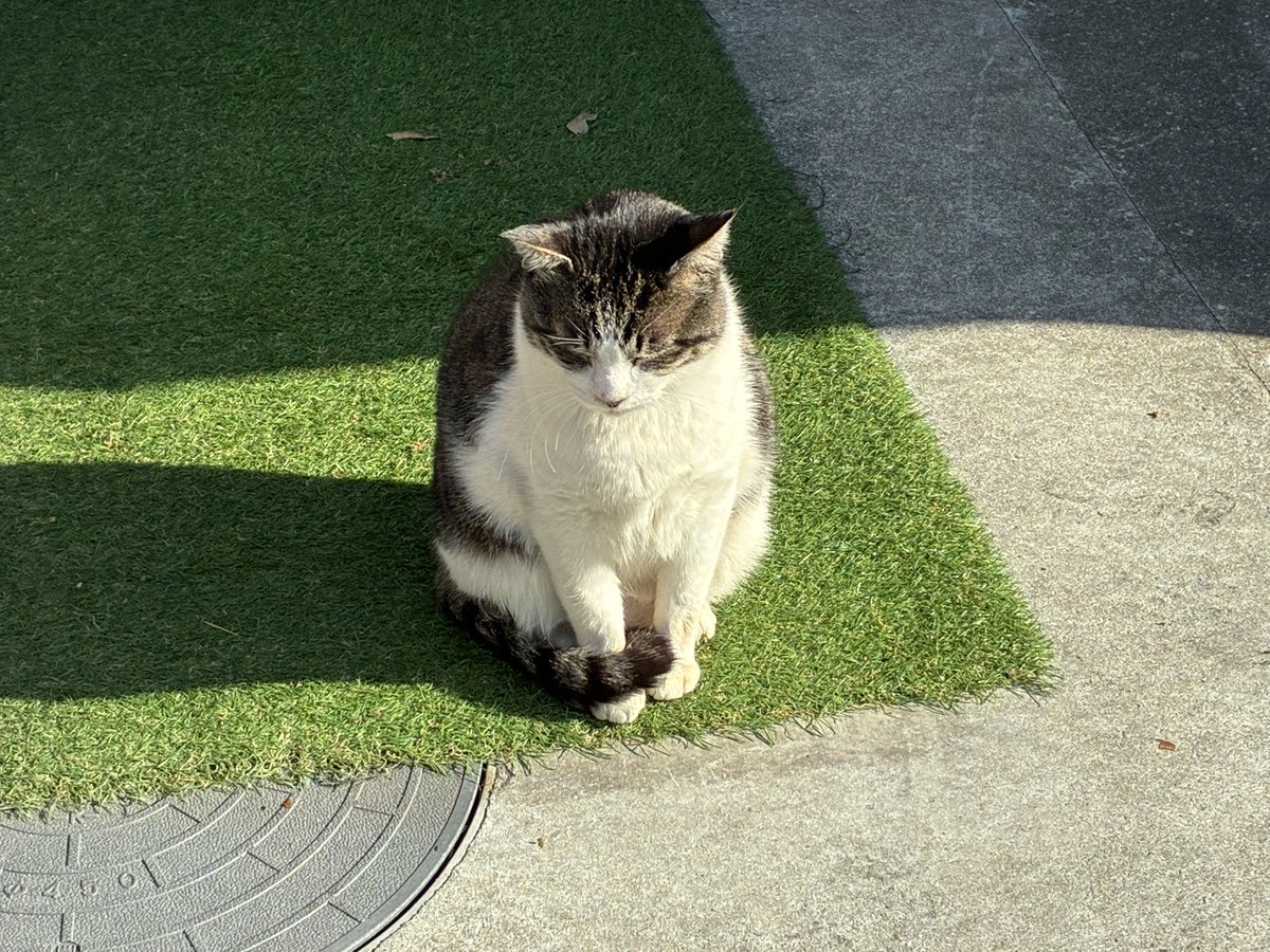 歩くソーラーパネル